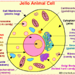 7Th Grade Animal Cell Project Niva 7th Grade Science Class D I Y 3d