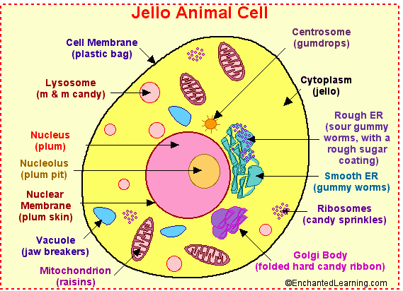 7Th Grade Animal Cell Project Niva 7th Grade Science Class D I Y 3d 