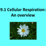 91 Cellular Respiration An Overview Worksheet Answers Worksheet List