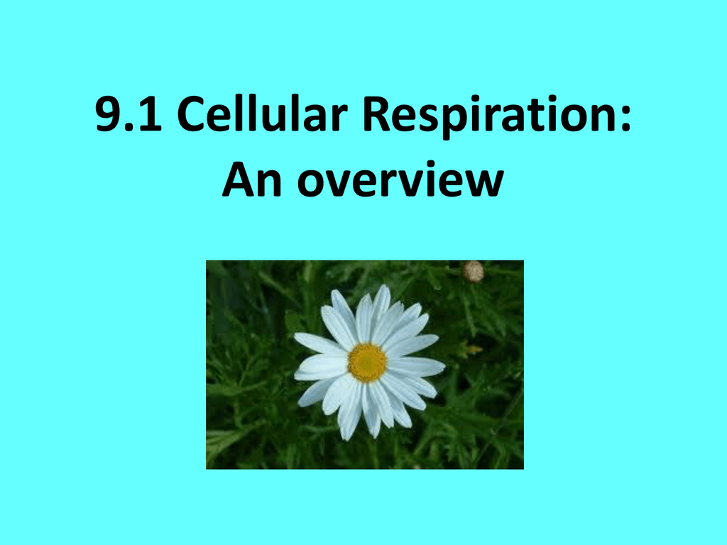 91 Cellular Respiration An Overview Worksheet Answers Worksheet List