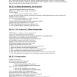 91 Cellular Respiration An Overview Worksheet Answers Worksheet List