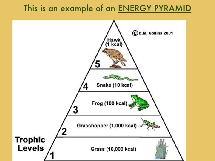 An Example Of An Energy Pyramid In The Tropic Levels Energy Pyramid 