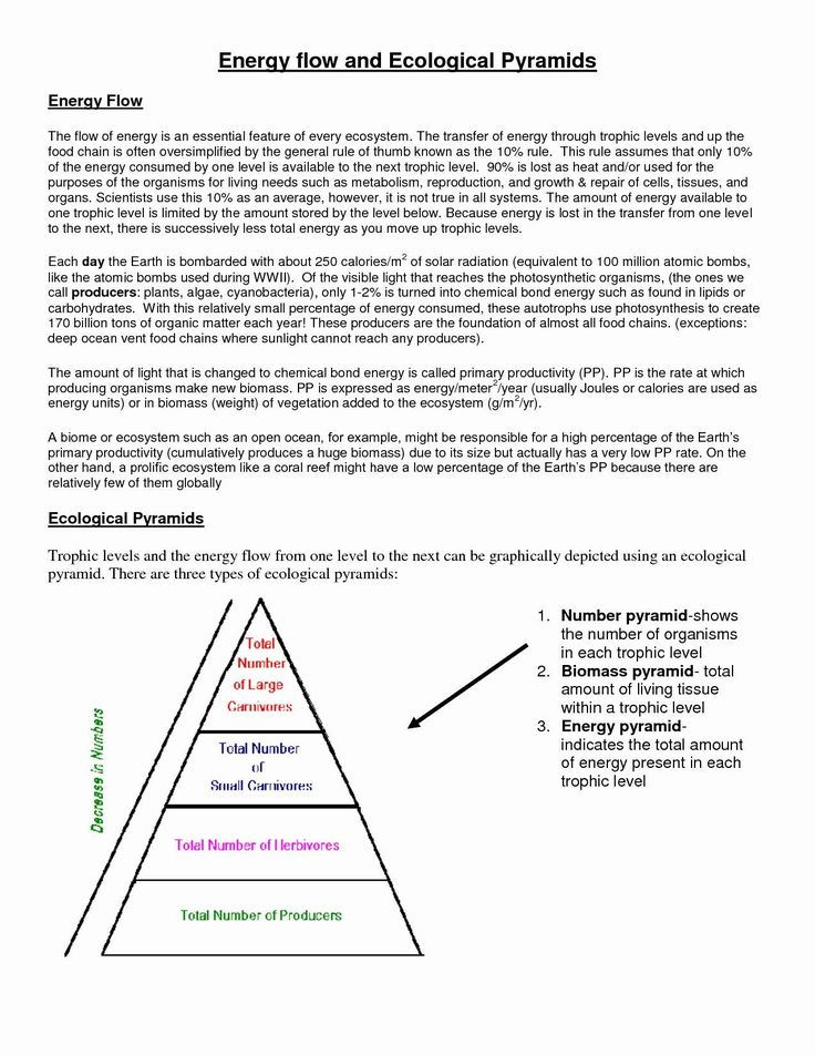 Answer Key Energy Flow In Ecosystems Worksheet Answers Worksheet