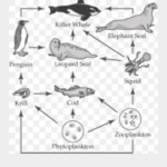 Answer Key Food Webs And Food Chains Worksheet Back Answers