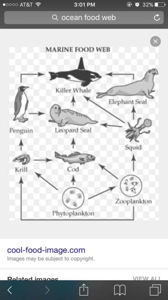 Answer Key Food Webs And Food Chains Worksheet Back Answers