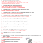 Biology Cellular Respiration Worksheets