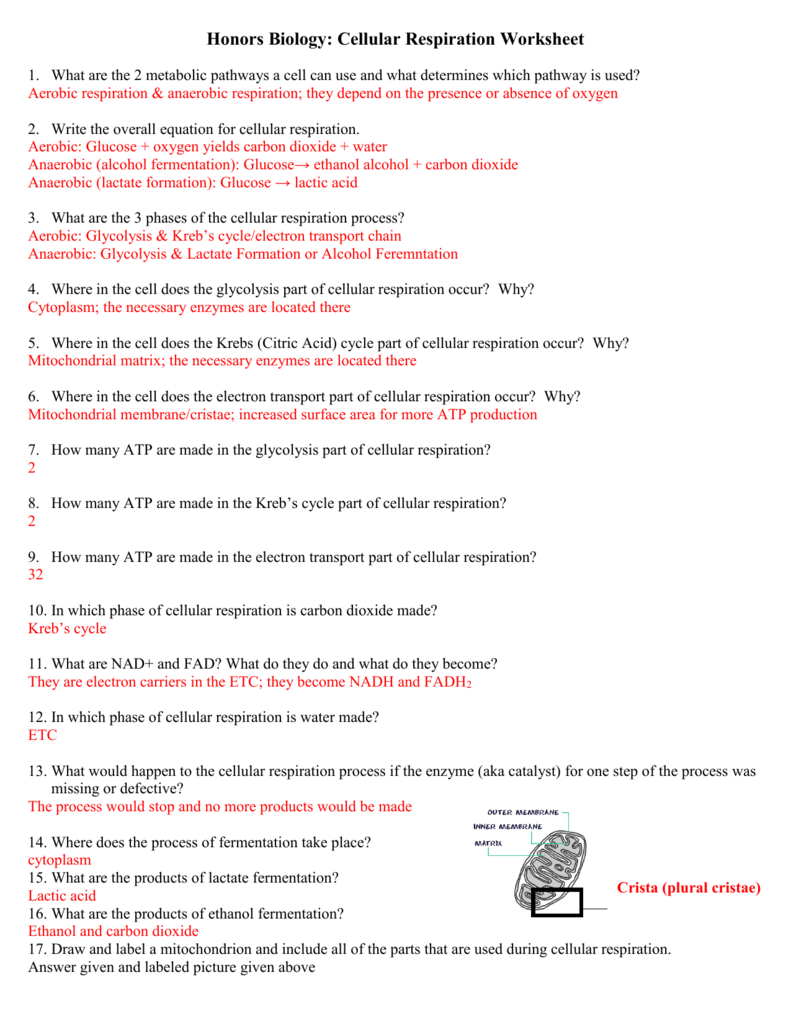 Biology Cellular Respiration Worksheets