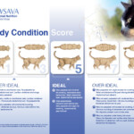 CALORIE CALCULATOR FOR CATS