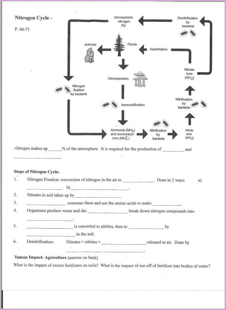 Cell Cycle Student Worksheet Answer Key Cell Cycle And Mitosis Worksheet Answers Db excel 