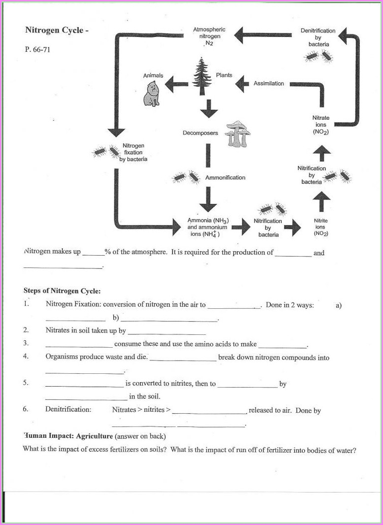 Cell Cycle Student Worksheet Answer Key Cell Cycle And Mitosis Worksheet Answers Db excel