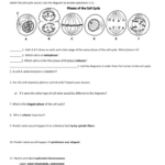 Cell Cycle Student Worksheet Answer Key Mitosis Cell Division Quiz