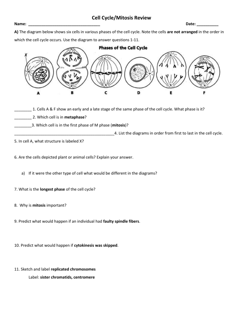 Cell Cycle Student Worksheet Answer Key Mitosis Cell Division Quiz 