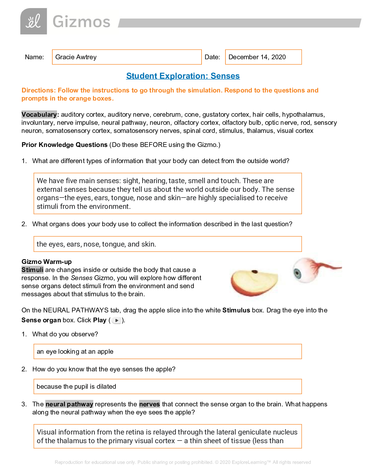 Cell Division Gizmo Answer Key Activity B Islero Guide Answer For 