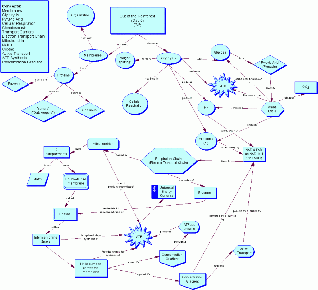 Cellular Respiration Flow Chart Biology The Chart