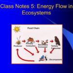 Class Notes 5 Energy Flow In Ecosystems