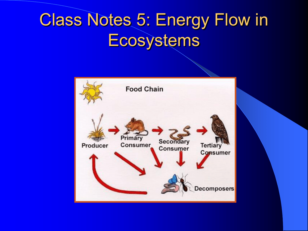 Class Notes 5 Energy Flow In Ecosystems