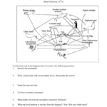 Constructing A Food Web Worksheet Answers Worksheet List