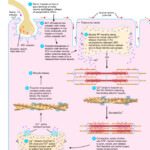 Contraction And Relaxation In A Skeletal Muscle Fiber