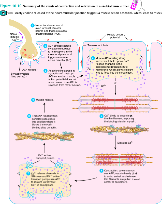 Contraction And Relaxation In A Skeletal Muscle Fiber 