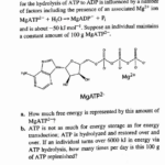 Does Atp Or Adp Have More Free Energy Wasfa Blog