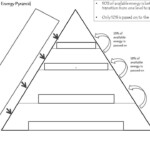 Ecological Energy Pyramid Worksheet Answers Promotiontablecovers