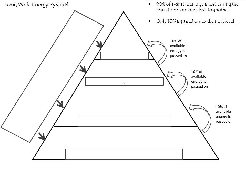 Ecological Energy Pyramid Worksheet Answers Promotiontablecovers