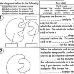 Ecological Pyramids Worksheet Answers Elcacerolazo