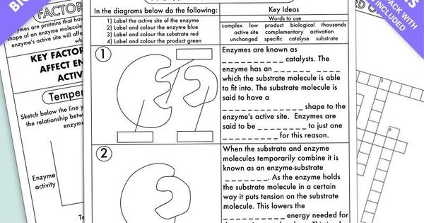 Ecological Pyramids Worksheet Answers Elcacerolazo