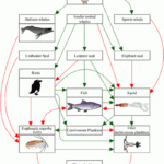 Economy Of Nature Ecology Ecosystem