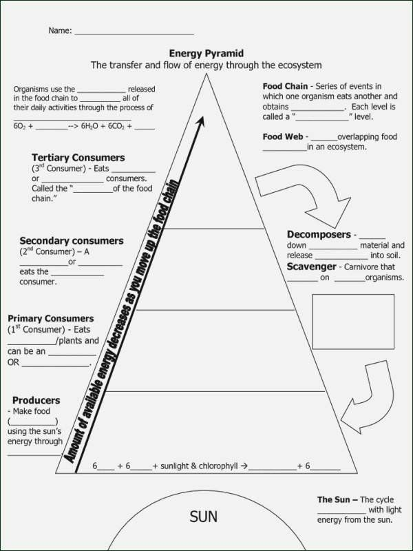 Energy Flow In Ecosystems Worksheet Worksheet