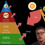 Energy Flow In Ecosystems YouTube