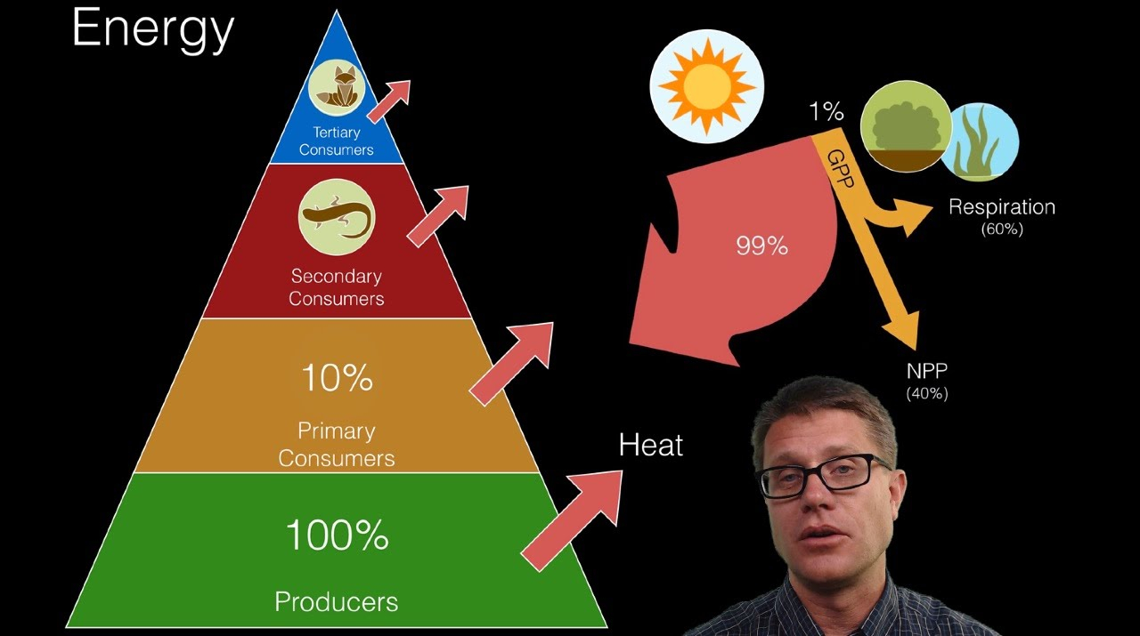 Energy Flow In Ecosystems YouTube