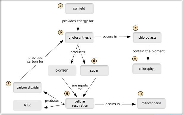 Energy Flow In Plants Concept Map Photosynthesis Map Worksheets