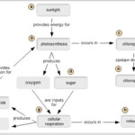 Energy Flow In Plants Concept Map Photosynthesis Map Worksheets