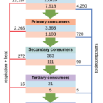 Energy Flow Through Ecosystems Biology I