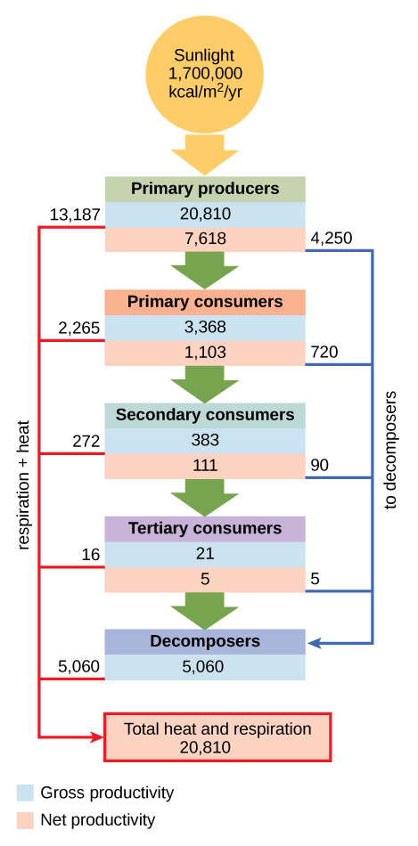 Energy Flow Through Ecosystems Biology I