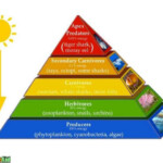 Energy Pyramid 10 Percent Rule Xcel Energy Center