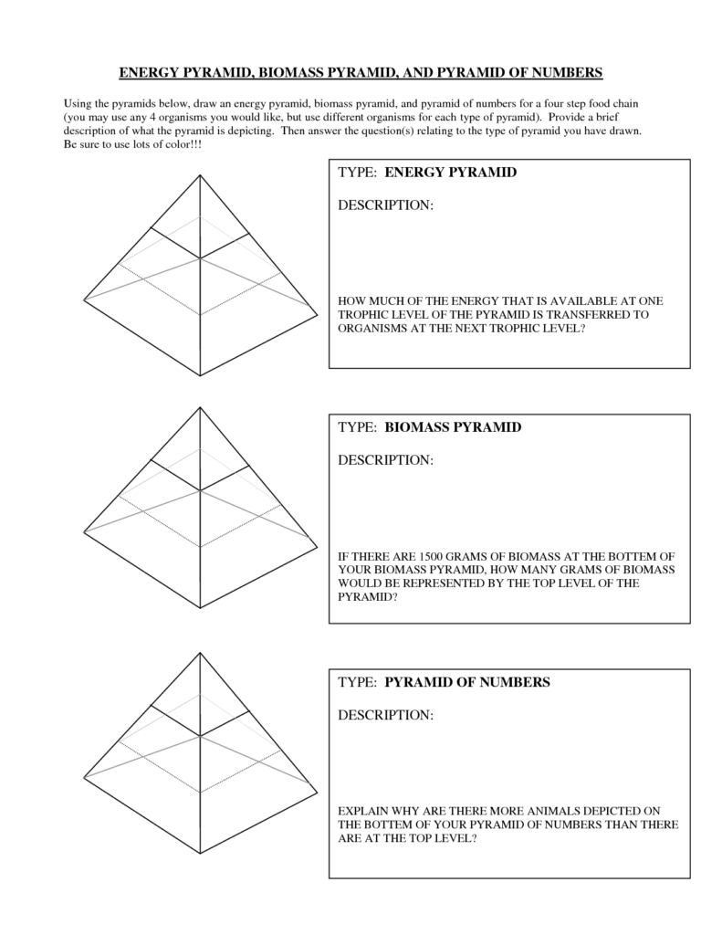 Energy Pyramid Practice Worksheet Cdn Answers Worksheet Now