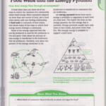 Energy Pyramid Practice Worksheet Free Download Qstion co