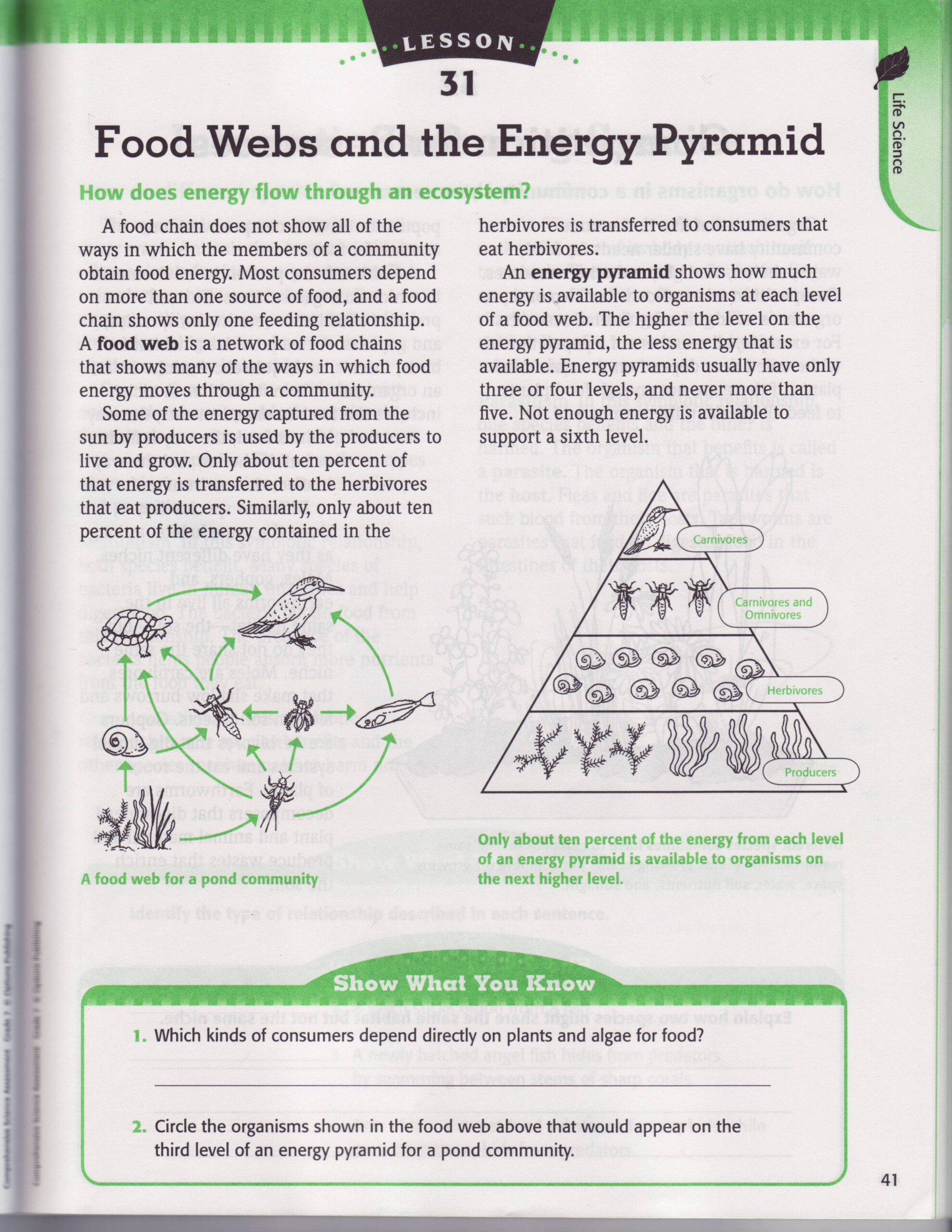 Energy Pyramid Practice Worksheet Free Download Qstion co