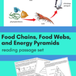 Energy Pyramid Worksheet Worksheet