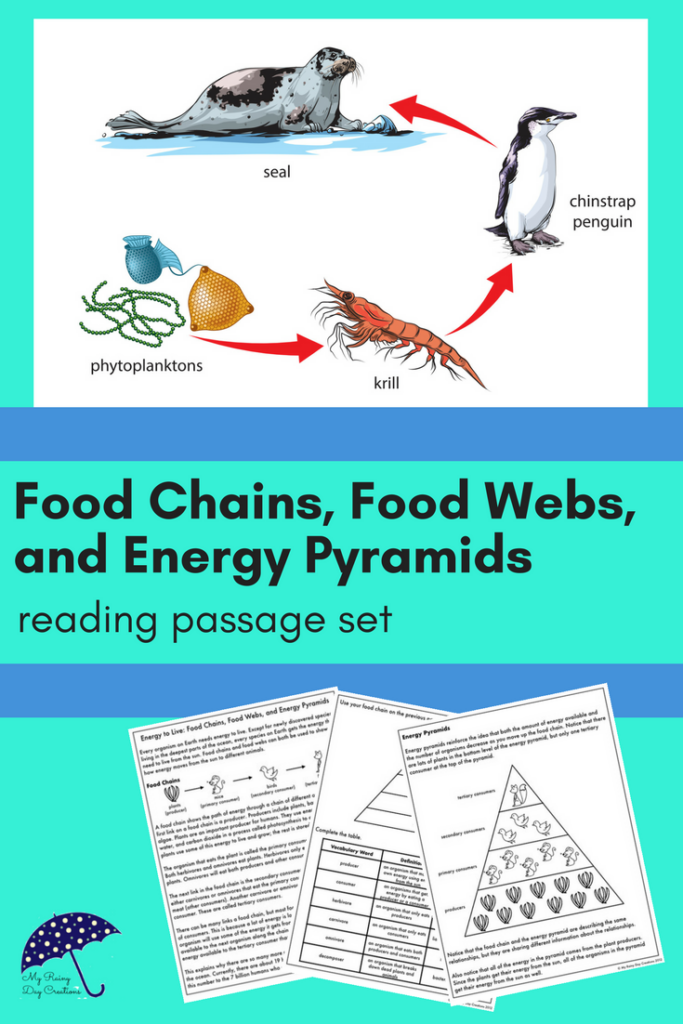 Energy Pyramid Worksheet Worksheet