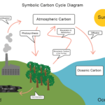 Energy Transfer And The Carbon Cycle Worksheet From EdPlace