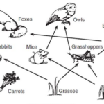 Explain To Kids Food Chains Every Living Thing Is Unique In Their