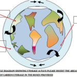 Explaining The Carbon Cycle With Diagrams And A Free Student Worksheet