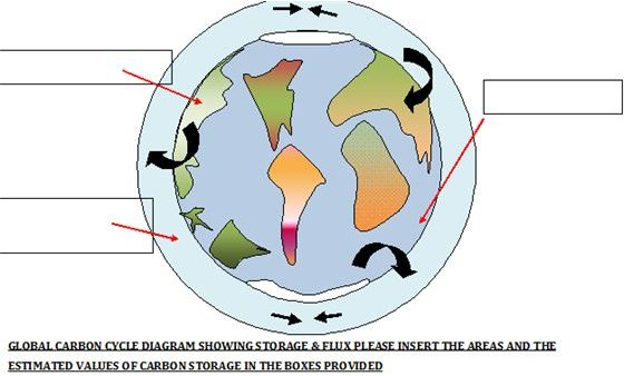 Explaining The Carbon Cycle With Diagrams And A Free Student Worksheet