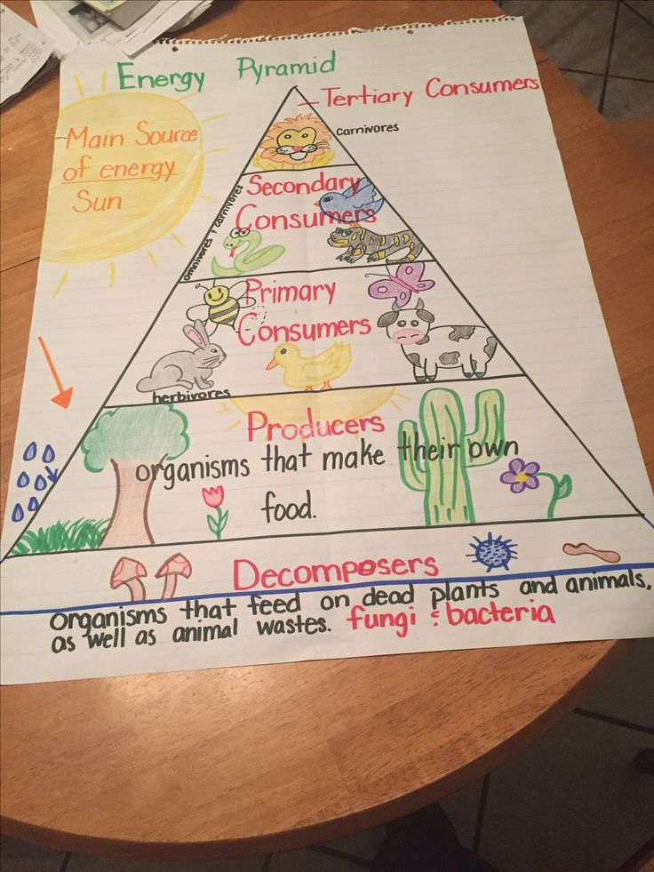 Food Chain Energy Pyramid 5th Grade 7th Grade Science Teaching