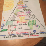 Food Chain Energy Pyramid 5th Grade Middle School Science