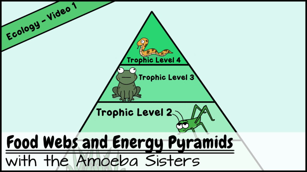 Food Chain Pyramid Worksheets