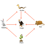 Food Chain Worksheet 1st Grade